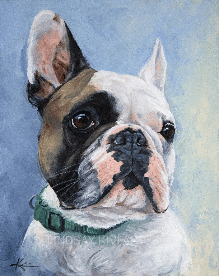 Pied French Bulldog