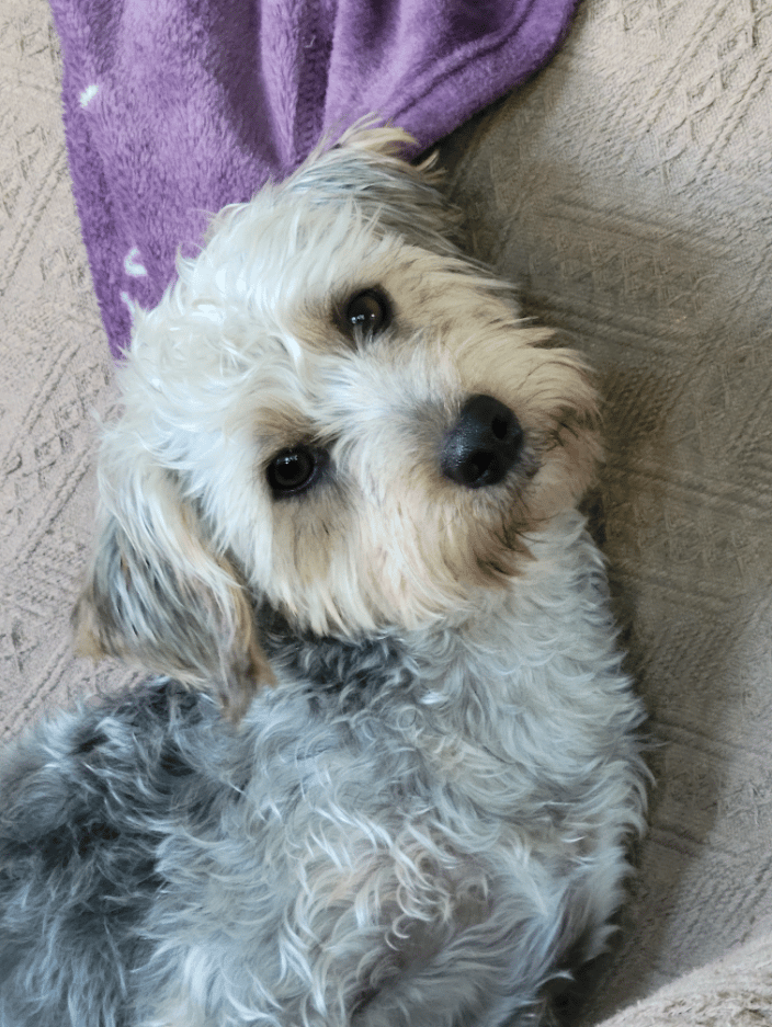 Oliver, my cute pups
