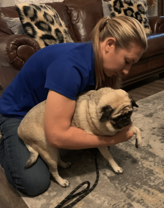 Canine Chiropractic