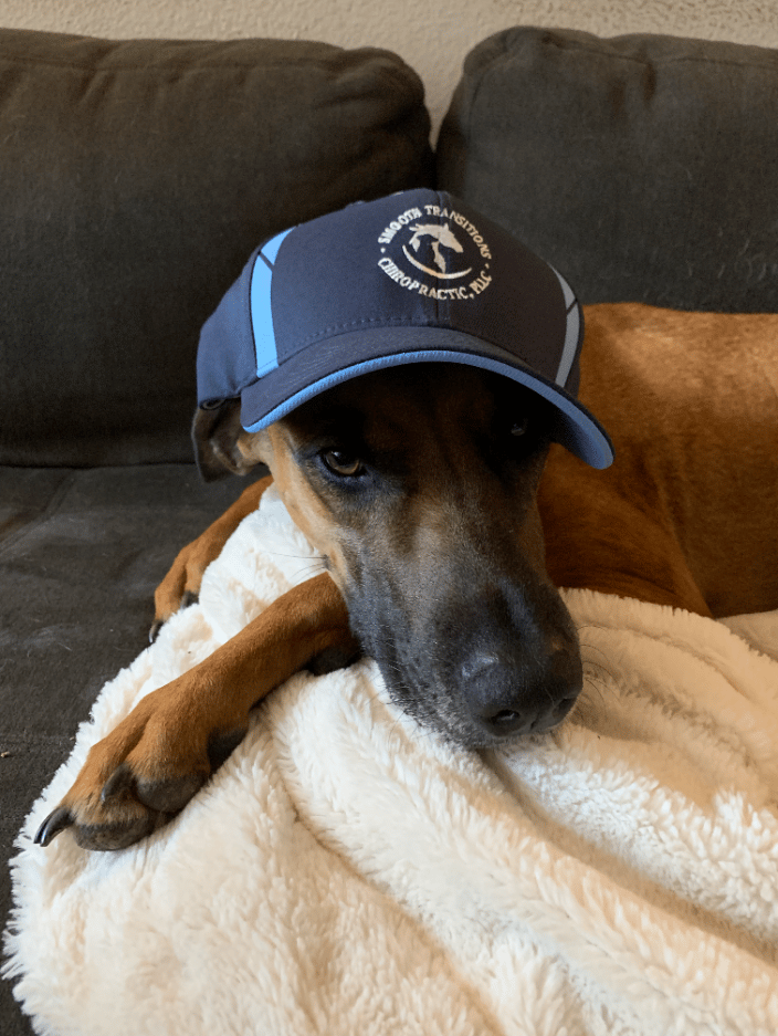 Happy chiropractic pup