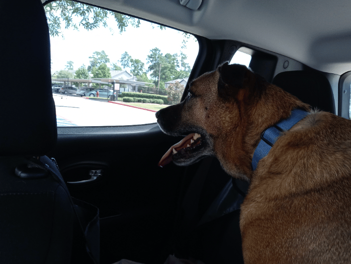Blue looking out the window of the Pet Taxi