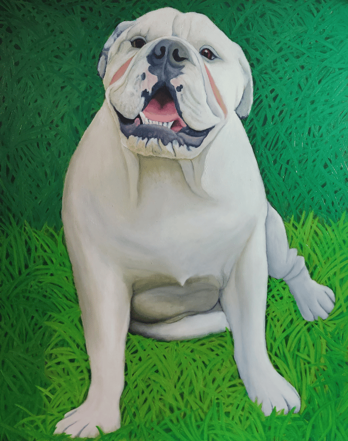Odis the English Bulldog