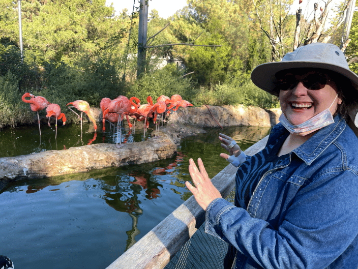 Healing for the flamingos! 