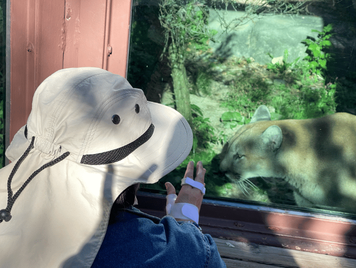 Cougar telling me they need surgery. They recovered well. 