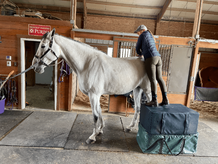 Equine Chiropractic