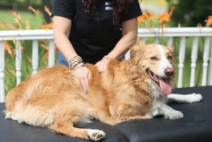 2-year old Australian Shepherd receiving preventative massage therapy.