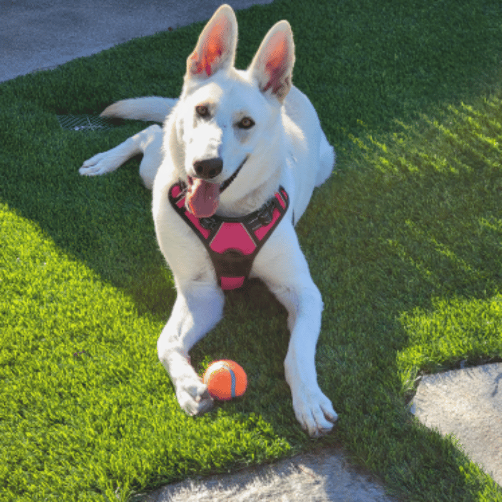 Sansa learning Fetch!