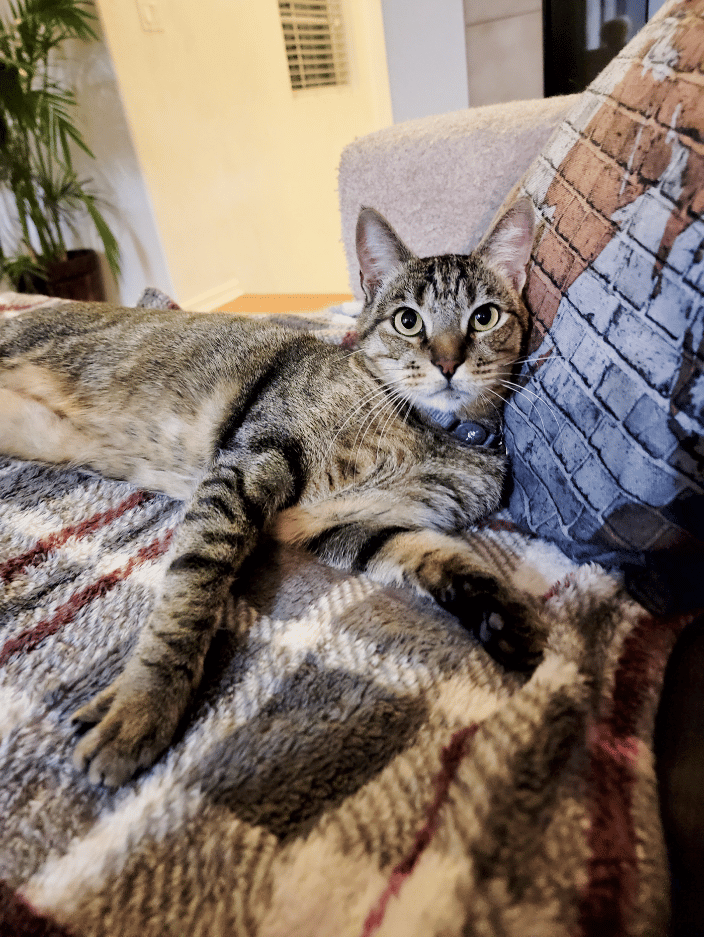 Pocky enjoying a break from his new kitty brother.