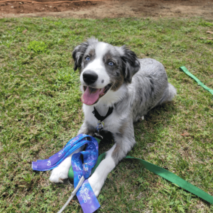 Basic obedience with Maui!