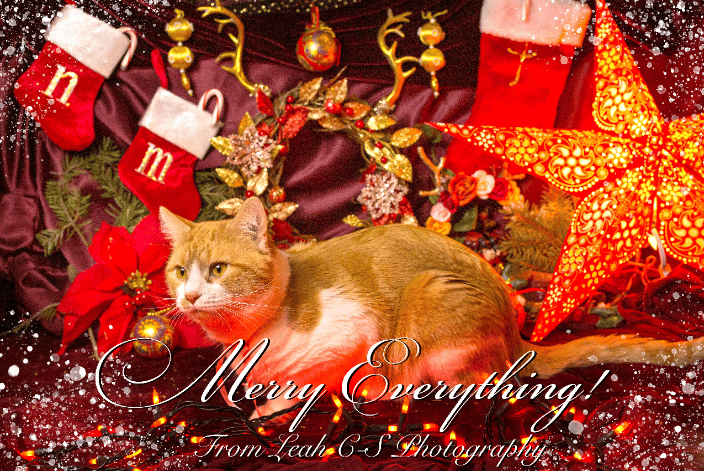 Holiday cards