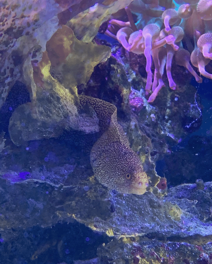 That’s some hungry coral