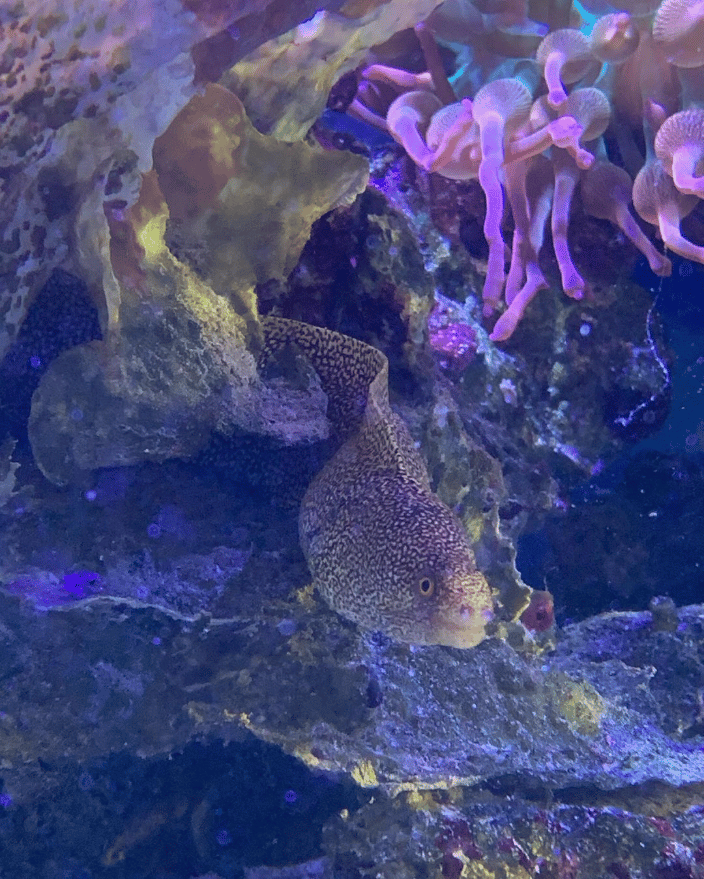 That’s some hungry coral