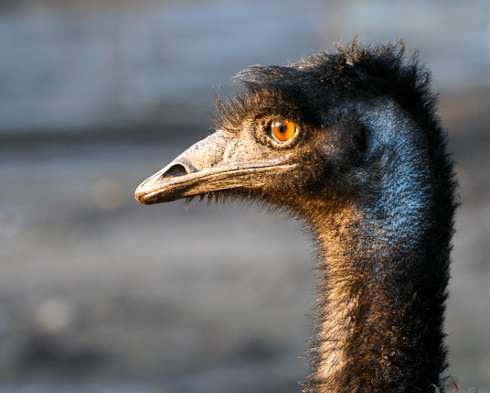 An emu, deep in thought.