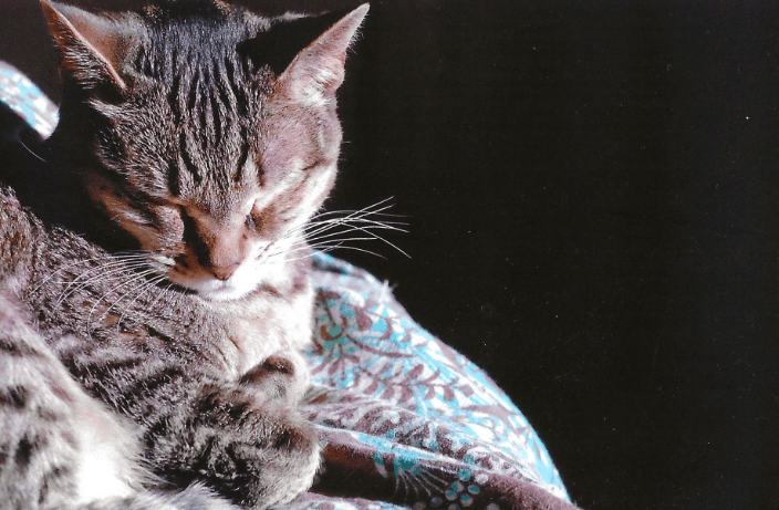 Darling Tucker, who was our boy kitty.