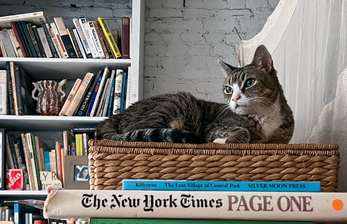 Clementine, the cat who rules the roost.