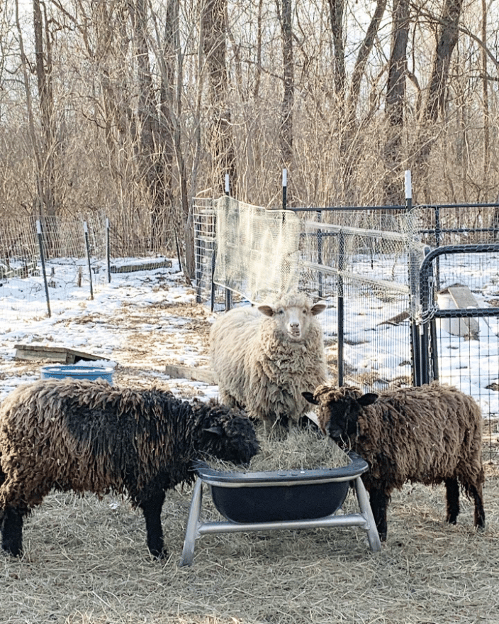 Happy Herd