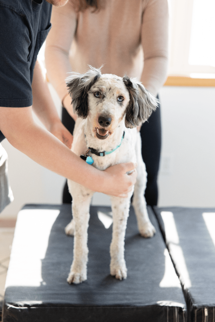 Belle (dog) Adjustment
