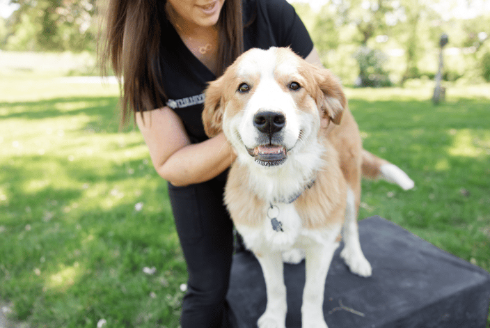 Dog Adjustment