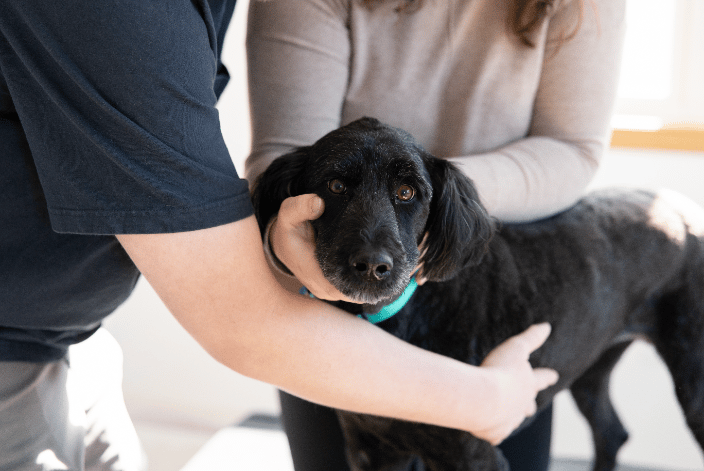 Pepper (dog) Adjustment