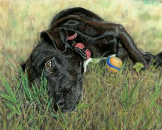 Pastel painting of a black Labrador retriever lying in the grass