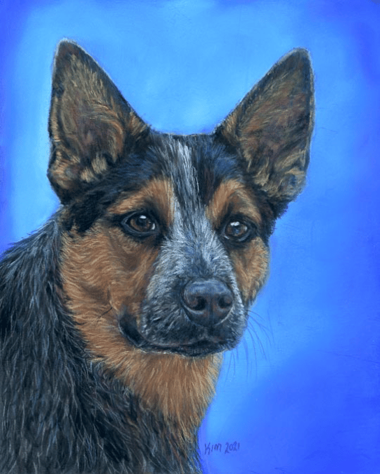 Pastel painting of a blue heeler (Australian Cattle Dog)