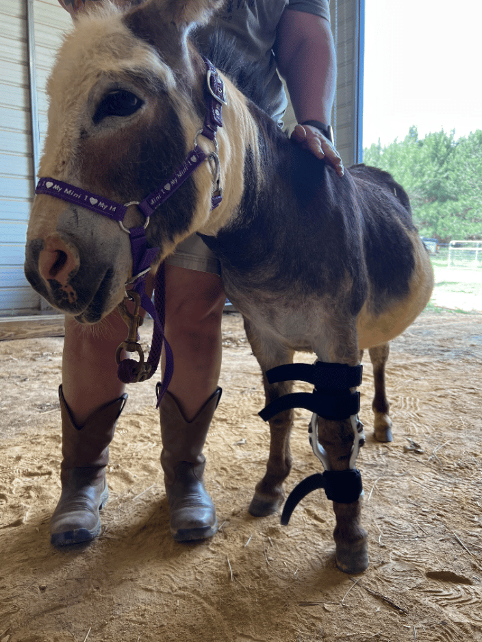 'Sugar' the donkey