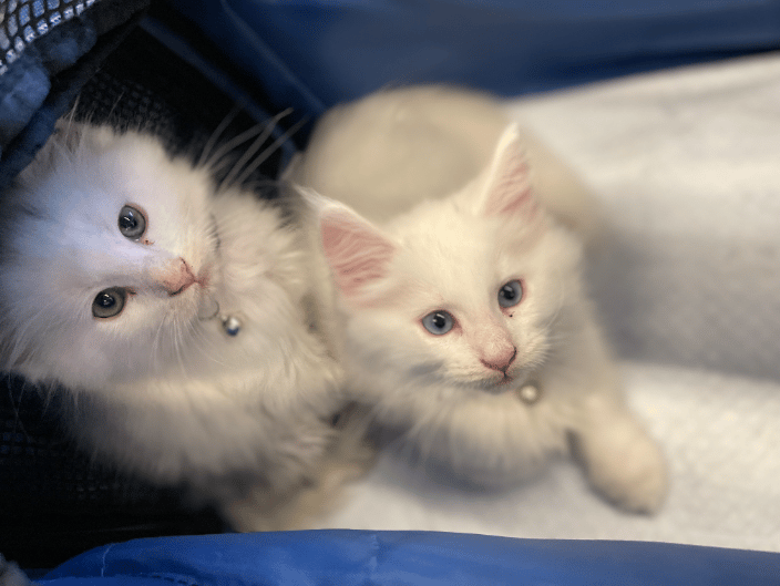 Radgoll Kittens in Transport 
