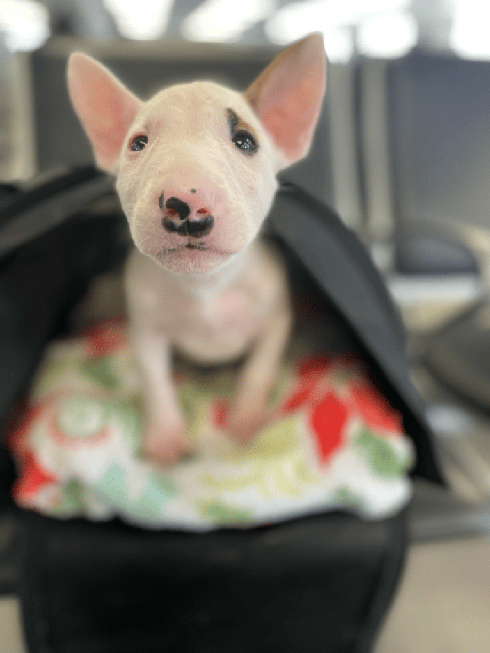 Bull Terrier Puppy in Transport from MIA to BNA