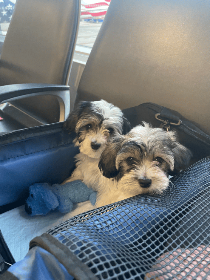 Morkiepoo Puppies in Transport from SRQ to BDL