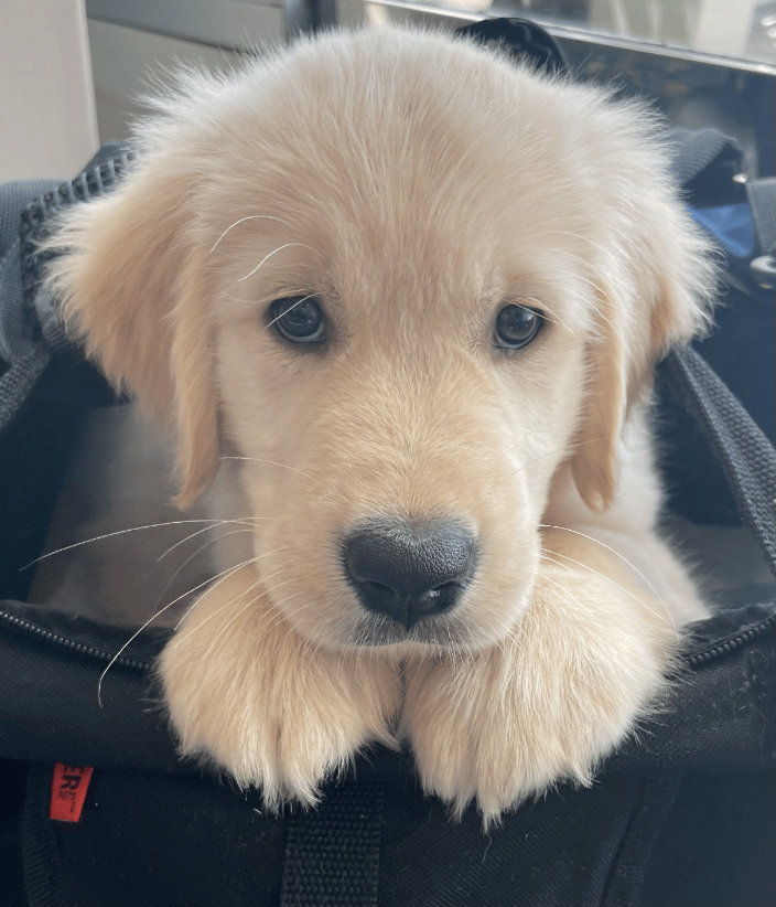 Golden Retriever Puppy in Transport 