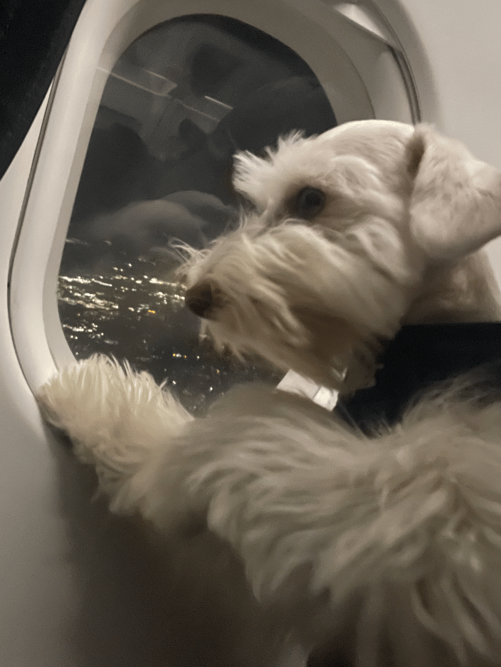 Schnauzer Puppy in Transport 