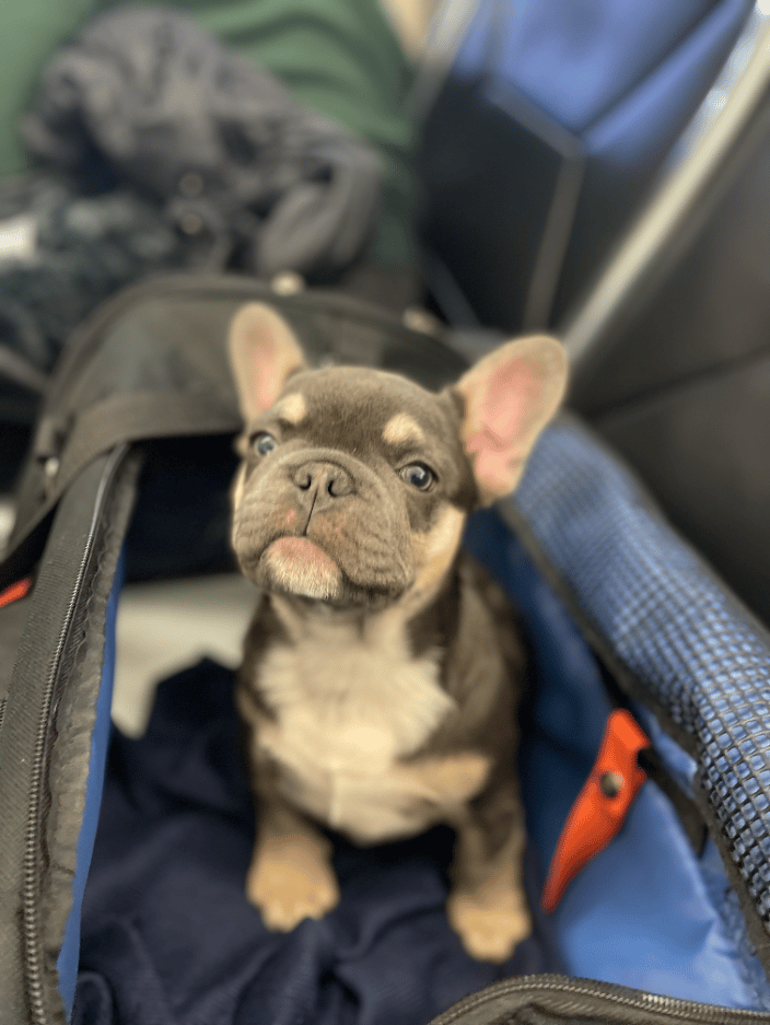 French Bulldog Puppy in Transport 