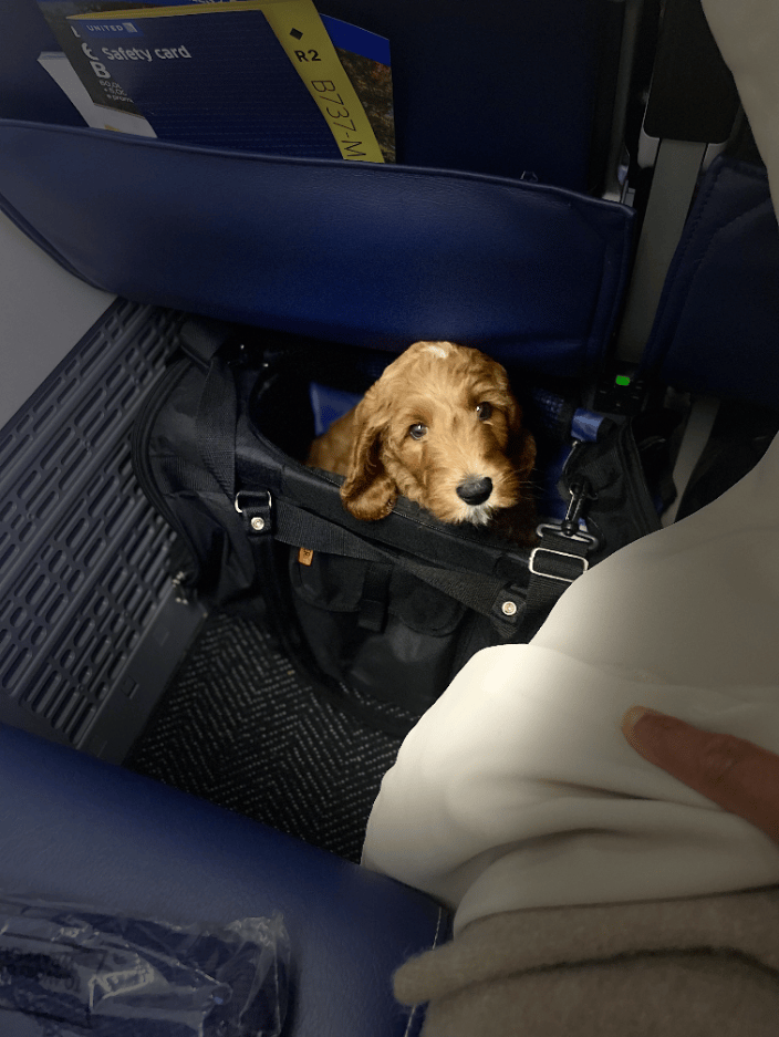 Goldendoodle Puppy in Transport 