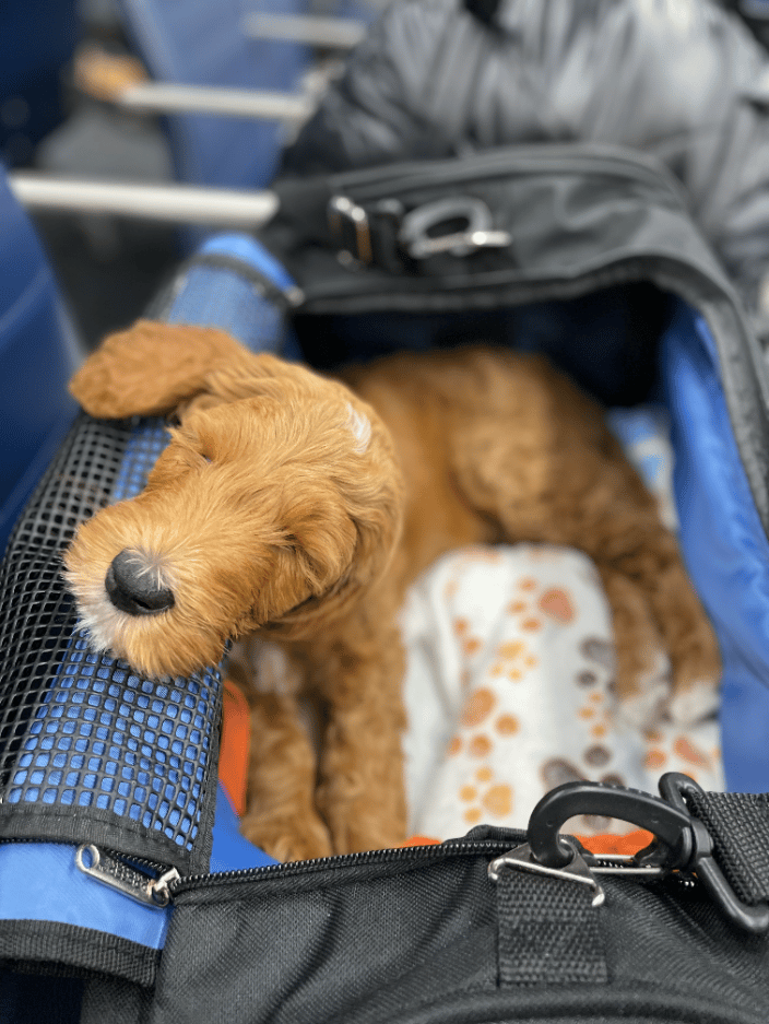Doodle Pup in Transport 