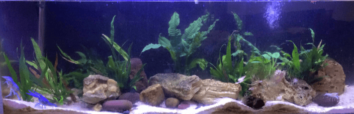 100 gallon freshwater crayfish aquarium with live plants