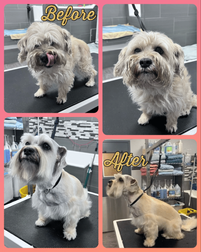 Dog Spa Services