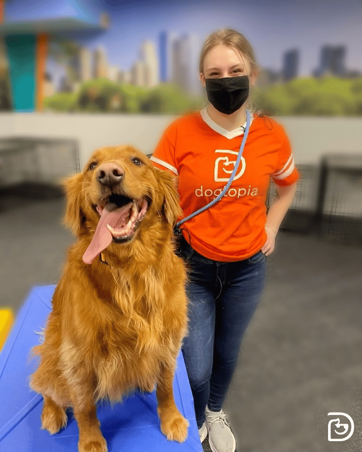 Doggy Daycare