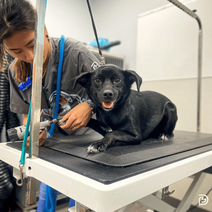 Dog Spa & Grooming Services