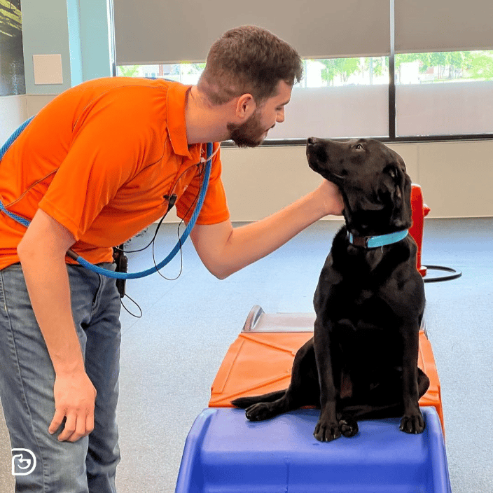 Doggy Daycare Indoor Play