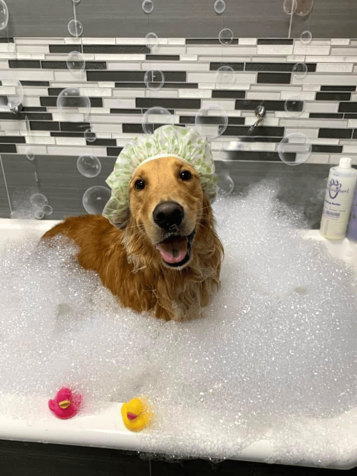Dog Spa