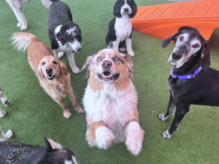 Furry Friends