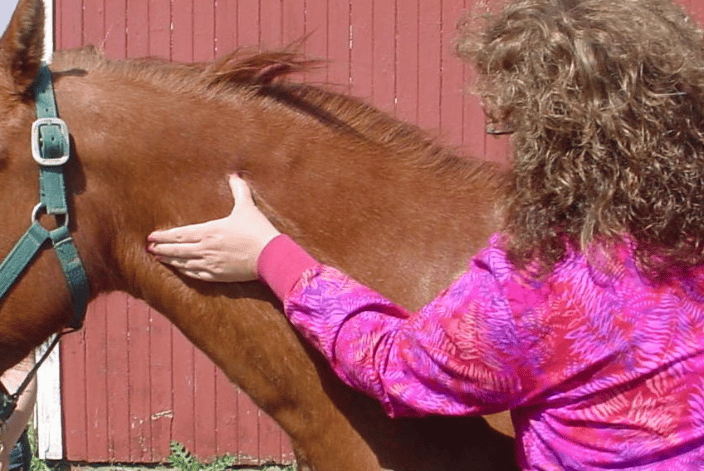 Cervical palpation  equine
