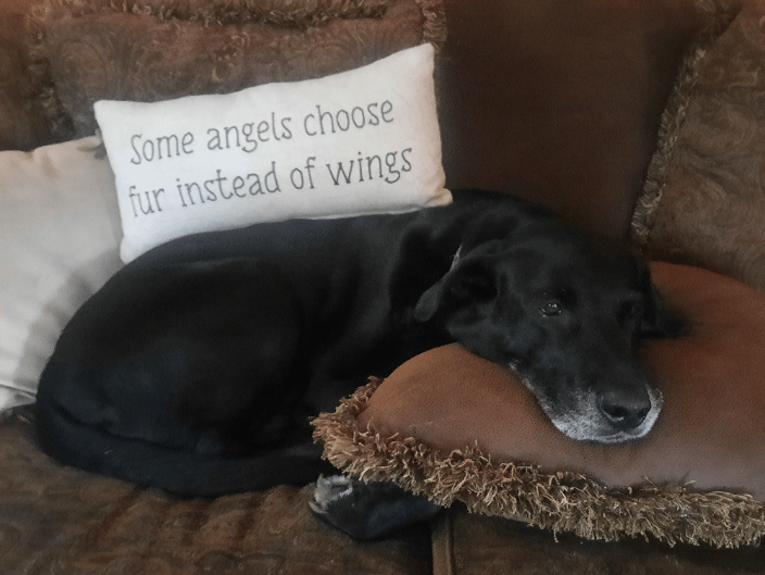 BeauZane, my older lab, he came to me by rescue. He rescued me. 