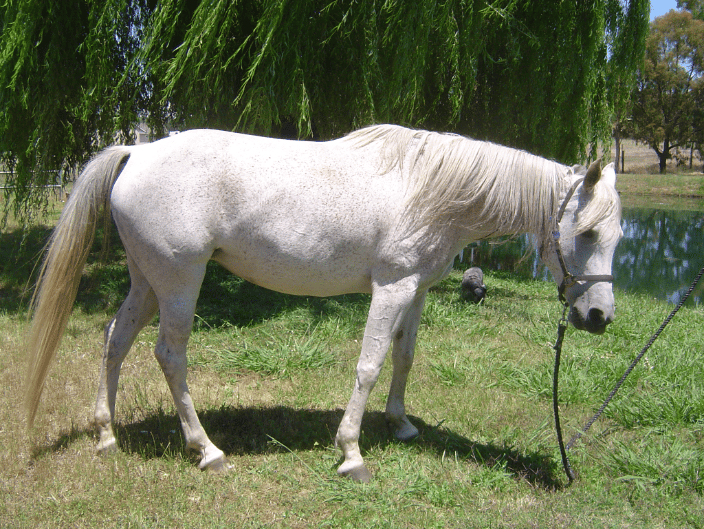 Mystic, my mare.