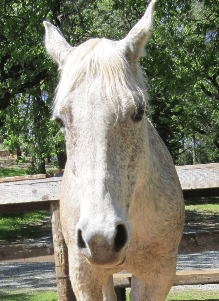 Eli, my horse now in spirit, he is the CEO of my business and guides me from beyond the veil. 