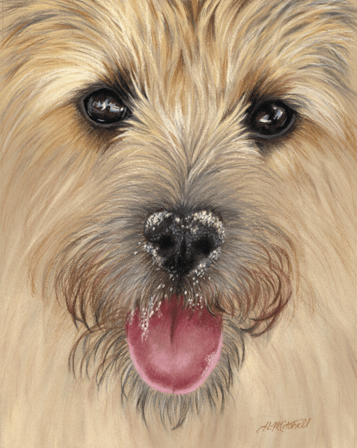 11" x 14" Pastel drawing of a terrier with sand on her nose, by Heather Mitchell