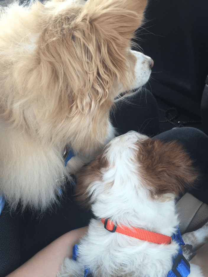 Pups
