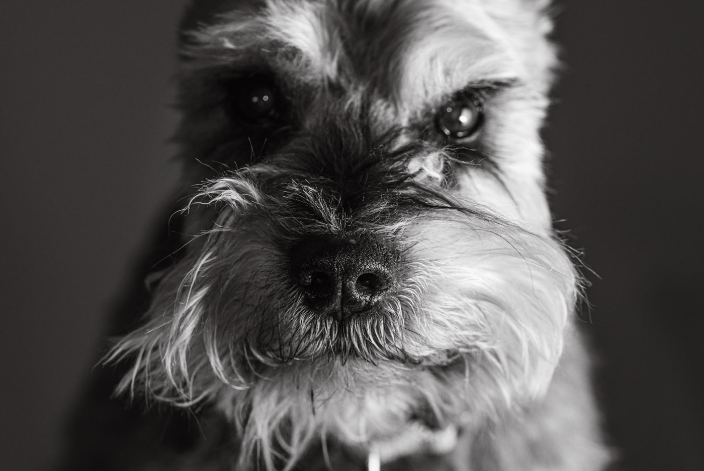 Black & White Pet Portraits