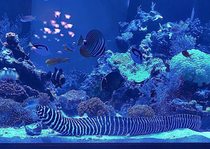 Eel