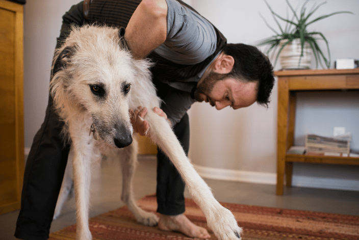 Canine Shoulder Adjustment